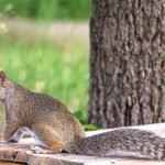 do-squirrels-eat-carrots