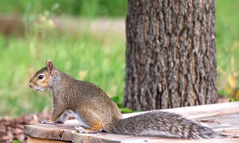 Do Squirrels Eat Carrots? Tips to Protect Your Carrot Patch from