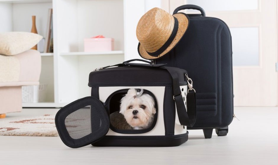 Essential Tips and Tricks for Stress-Free Pet Transportation